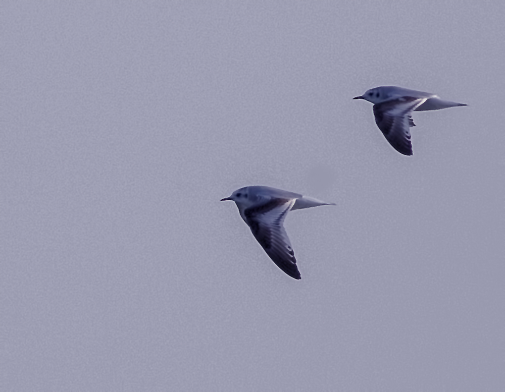 Little Gull